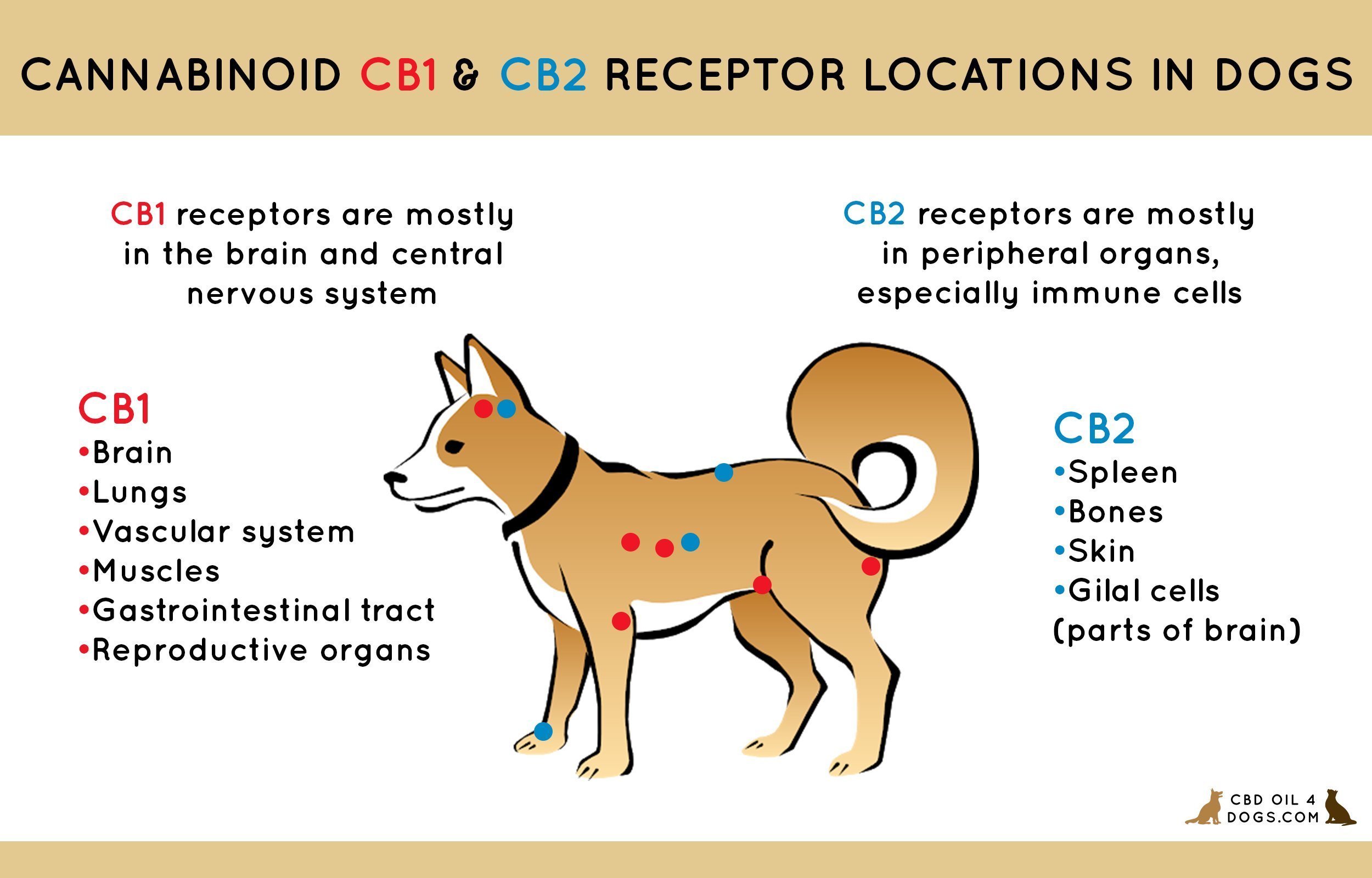 illustrates role of endocannabinoid system receptors, infographic