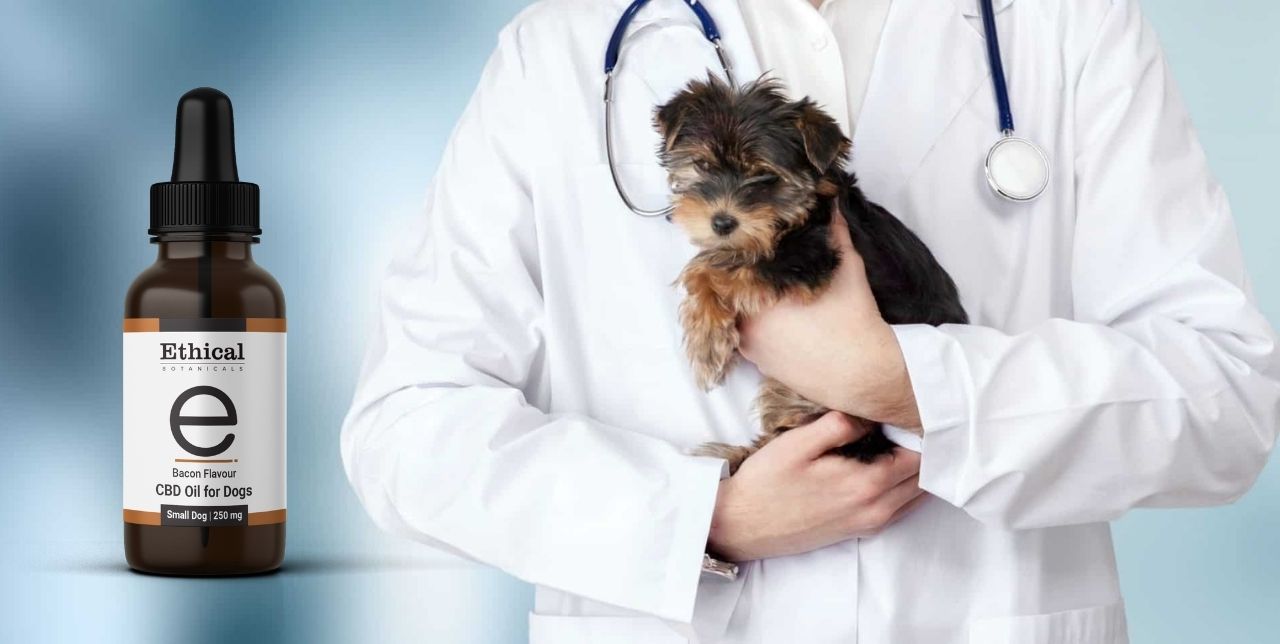 visualizes recommended cbd oil for pain with dog in veterinarian's caring arms
