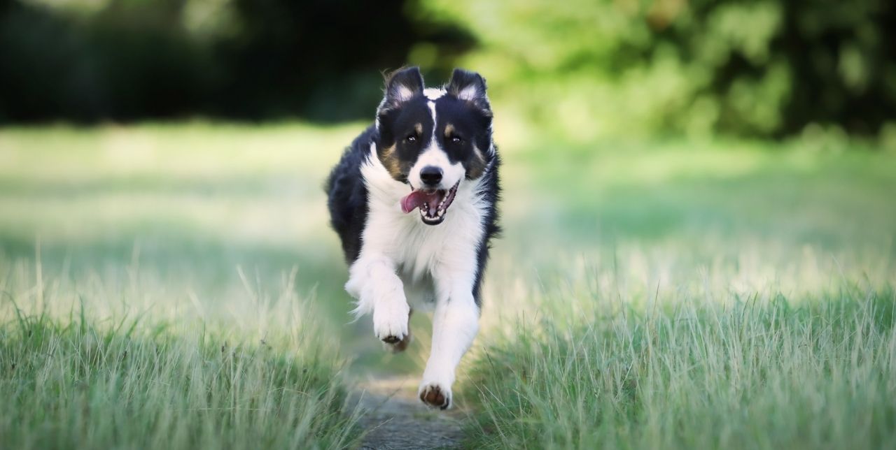 visualizes happy running dog in grassy grove