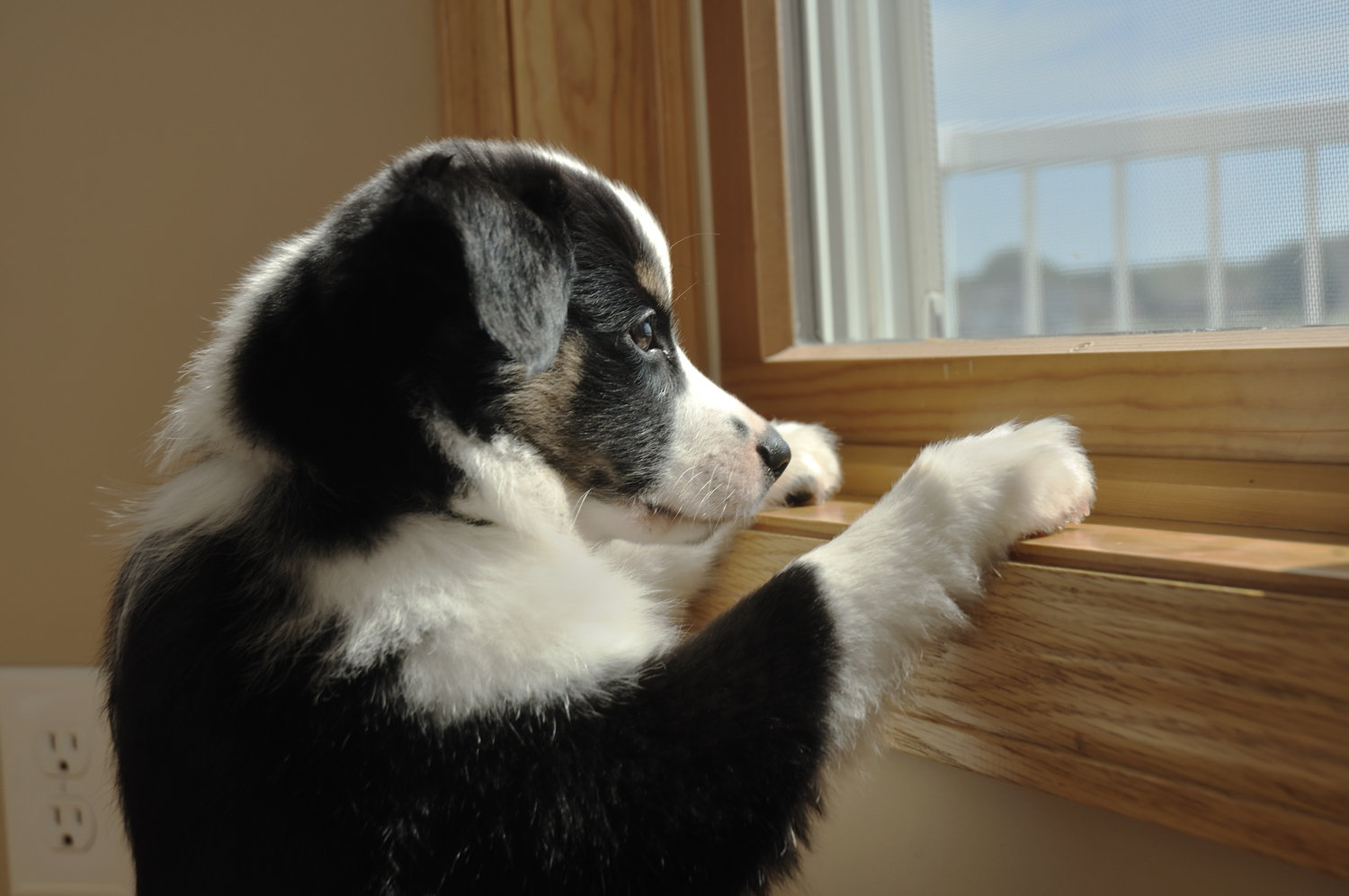 visualizes anxious puppy who may benefit from cbd oil for anxiety