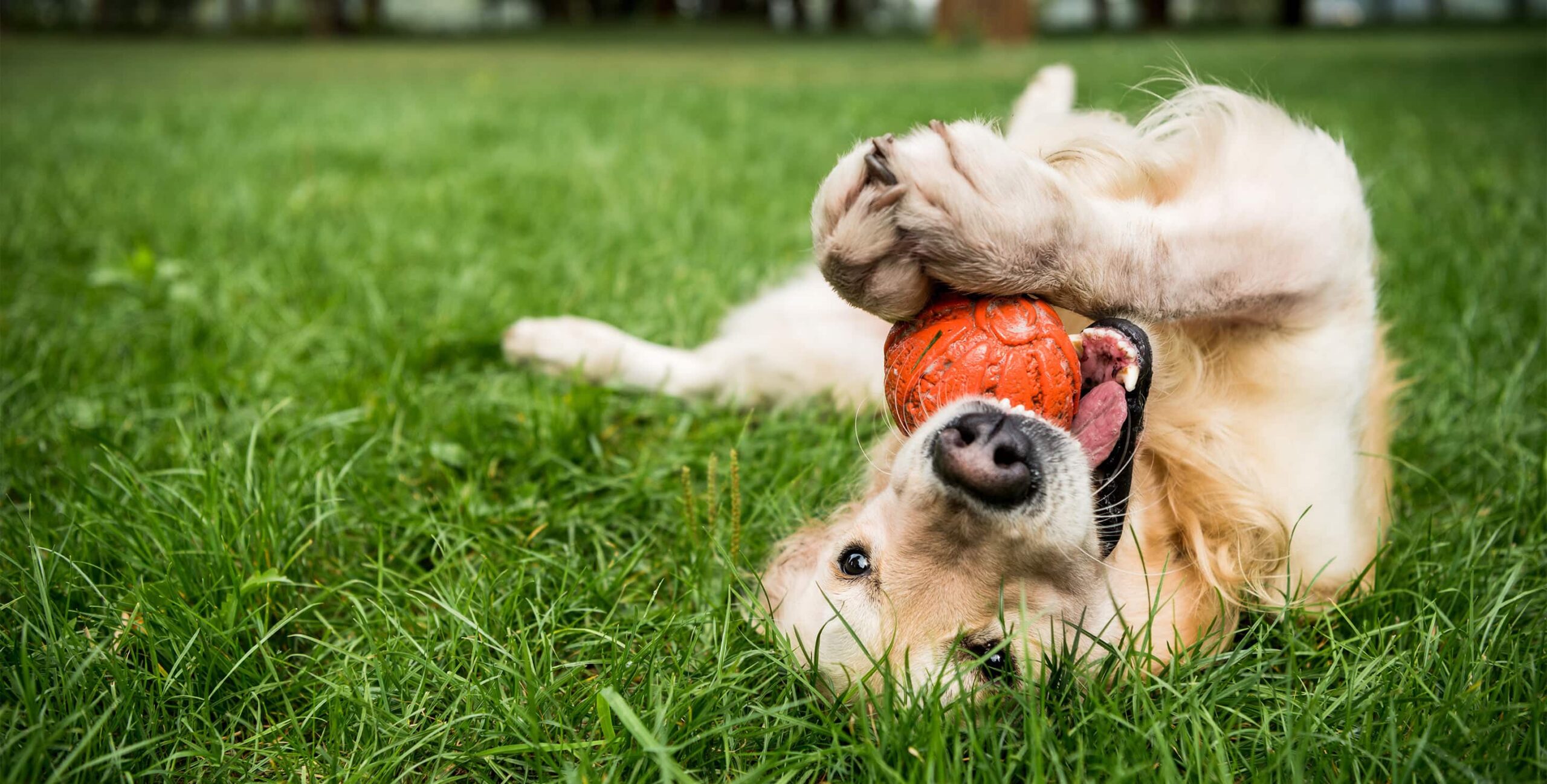 Can CBD Help Dogs With Arthritis? - CBD Oil For Dogs
