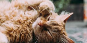 analogizes a feline contented by having been administered cbd for cats