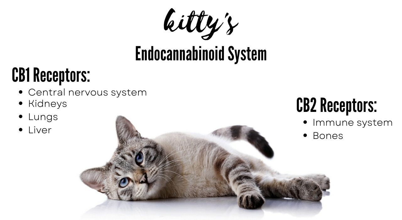 visualizes endocannabinoid receptor sites where cbd for cats can interact with the feline endocannabinoid system.