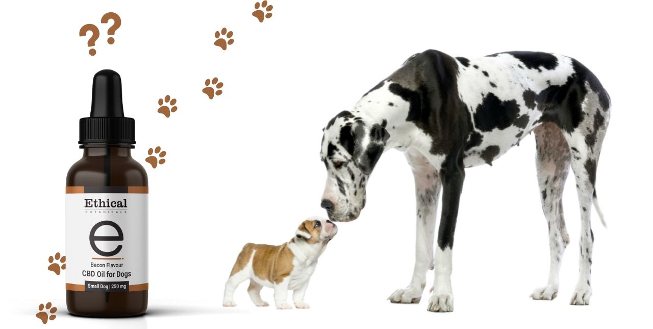 visualizes question of CBD for big dogs and small dogs